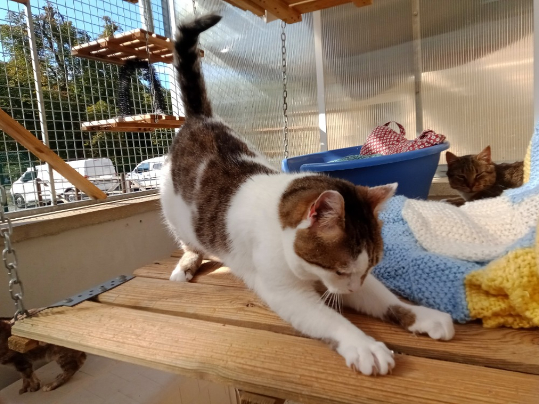 Photo #4 de Chataigne