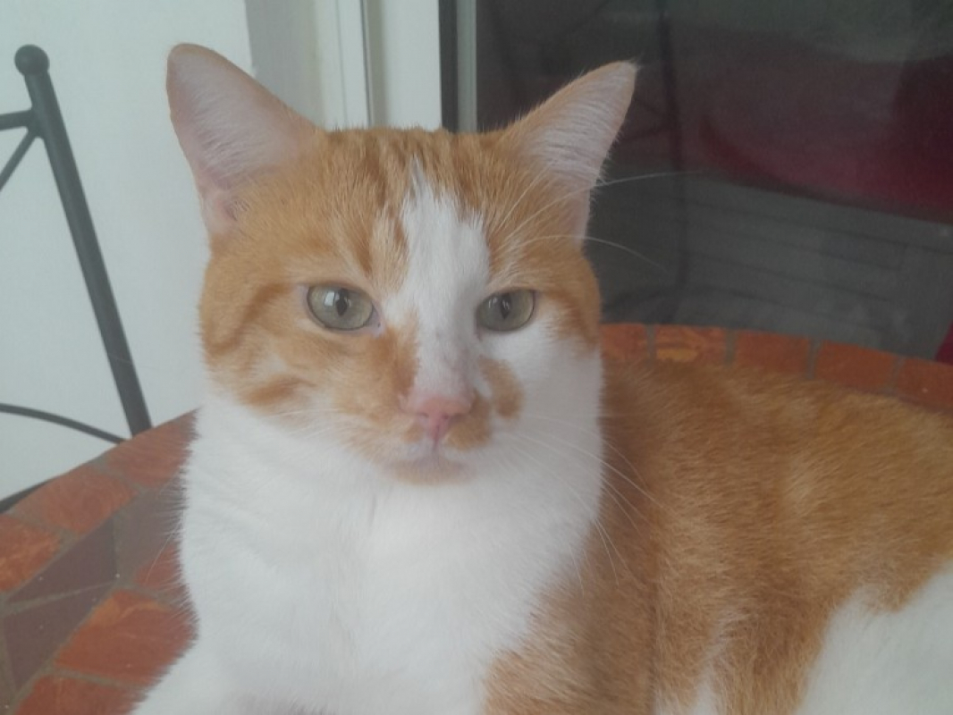 Photo #1 de Moumousse