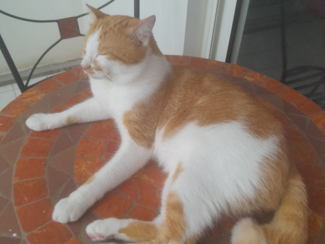 Photo #2 de Moumousse