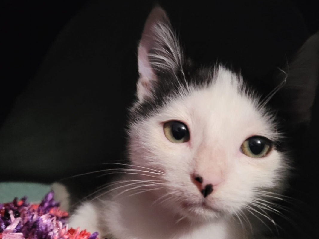 Photo de Cantate dit star