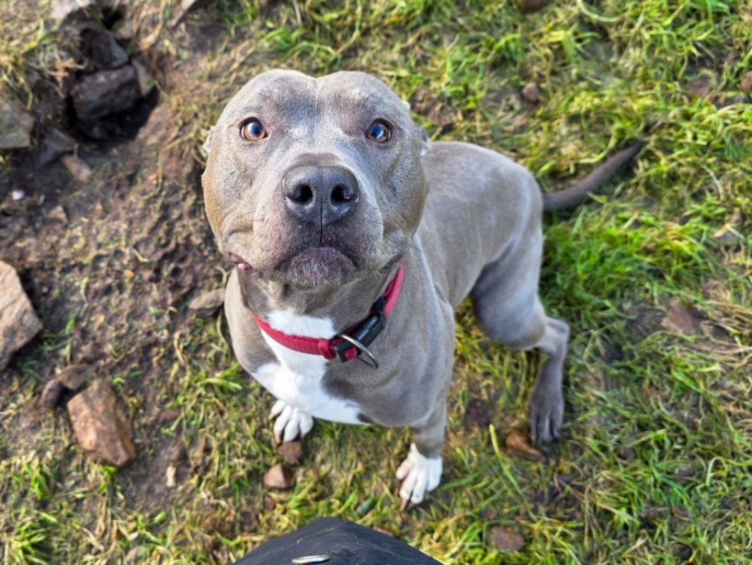 Pasha - Chien à adopter