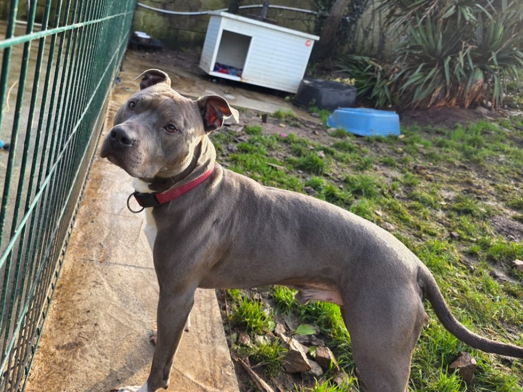 Pasha - Chien à adopter - photo 2