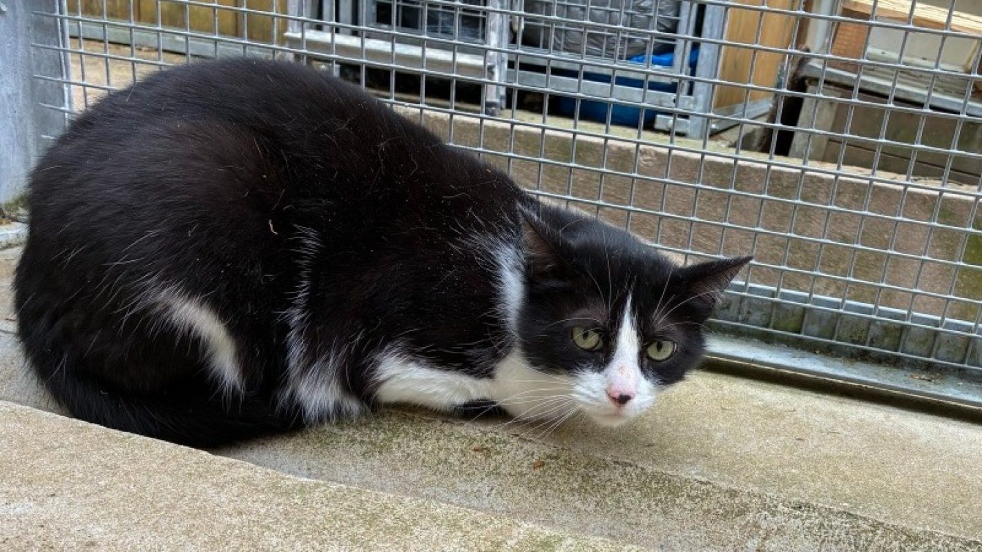 Minette - Chat Européen à adopter