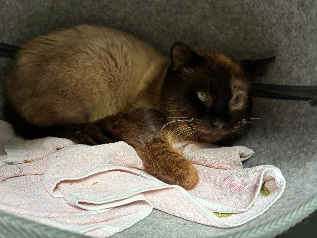 Cacao - Chat Européen à adopter