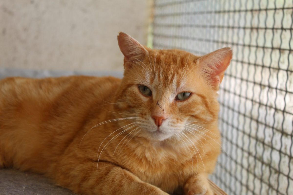 Bouh - Chat Européen à adopter