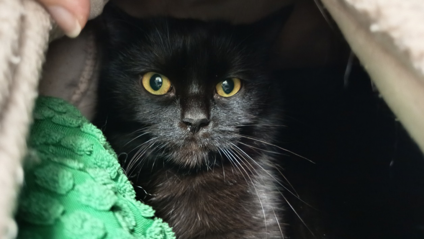 Photo de Choko