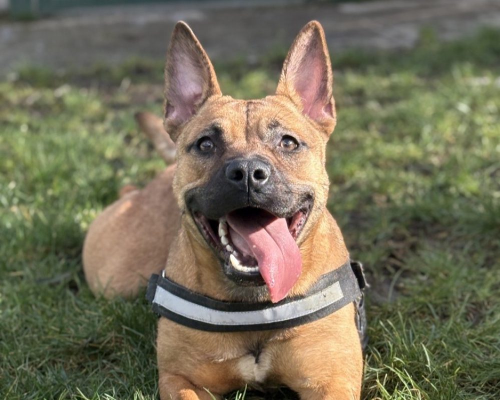 Fendie dite skizz - Chien Bouledogue Américain à adopter