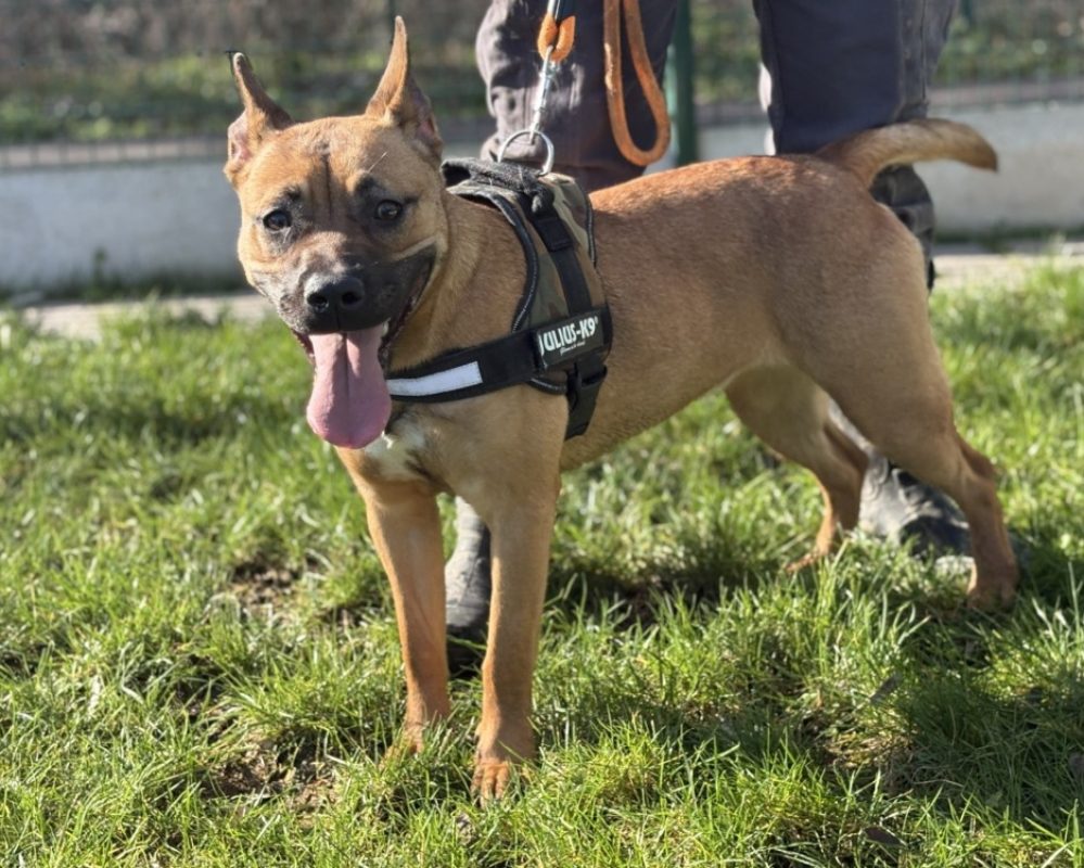 Fendie dite skizz - Chien Bouledogue Américain à adopter - photo 2