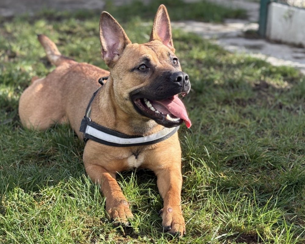 Fendie dite skizz - Chien Bouledogue Américain à adopter - photo 3