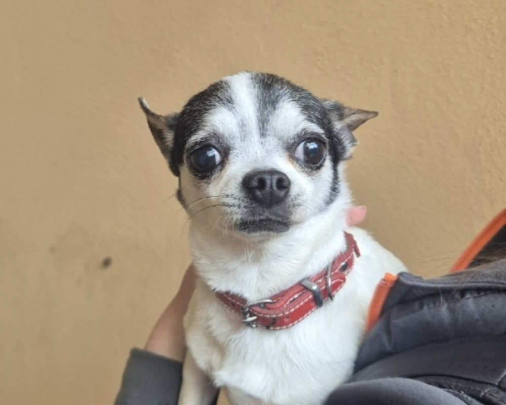 Photo de Pixie