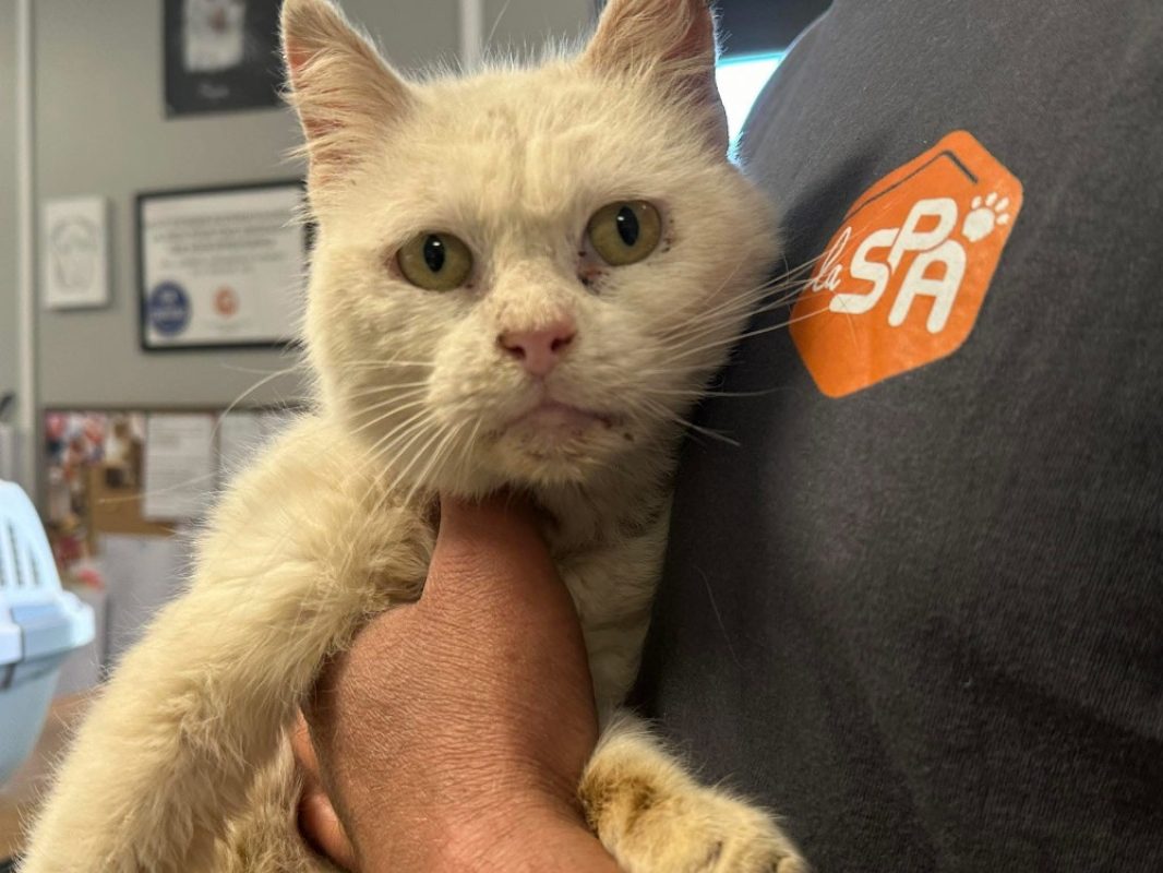 Yeti - Chat Européen à adopter