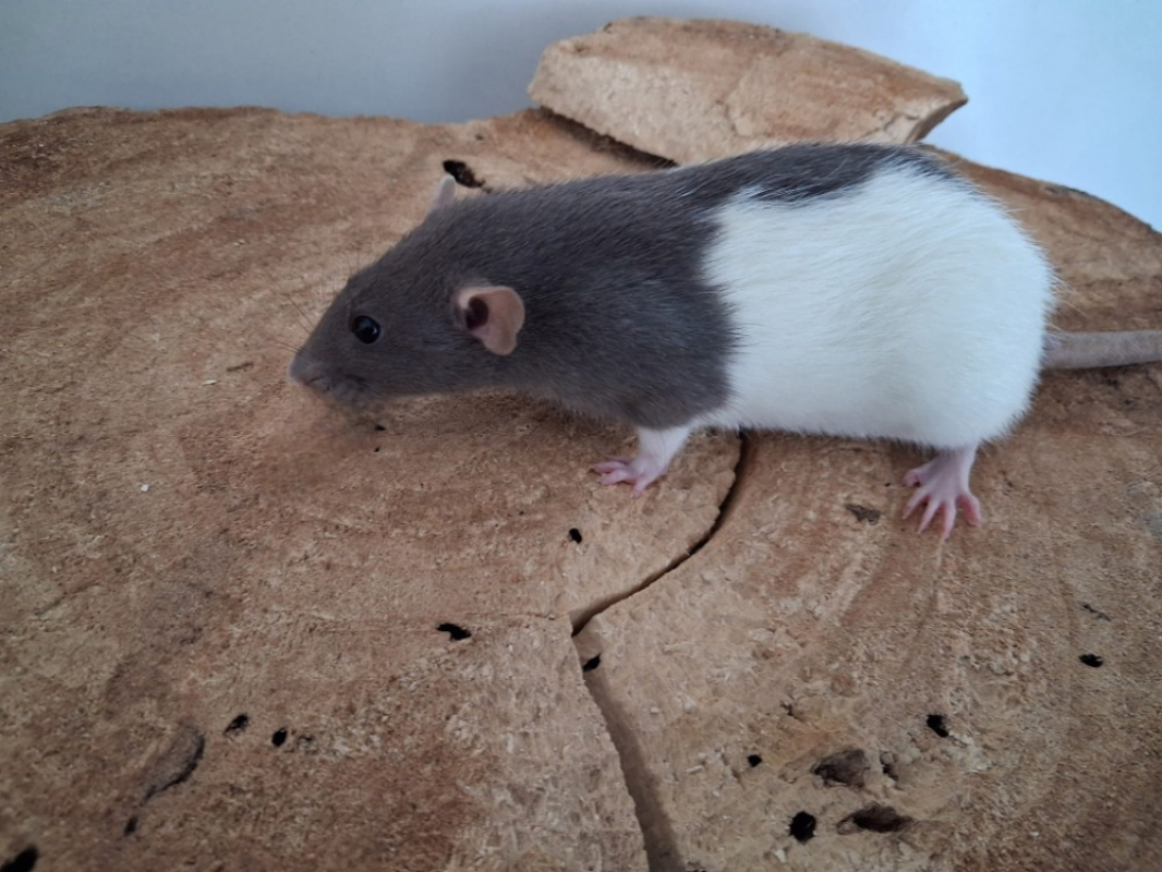 Photo #2 de Pepita