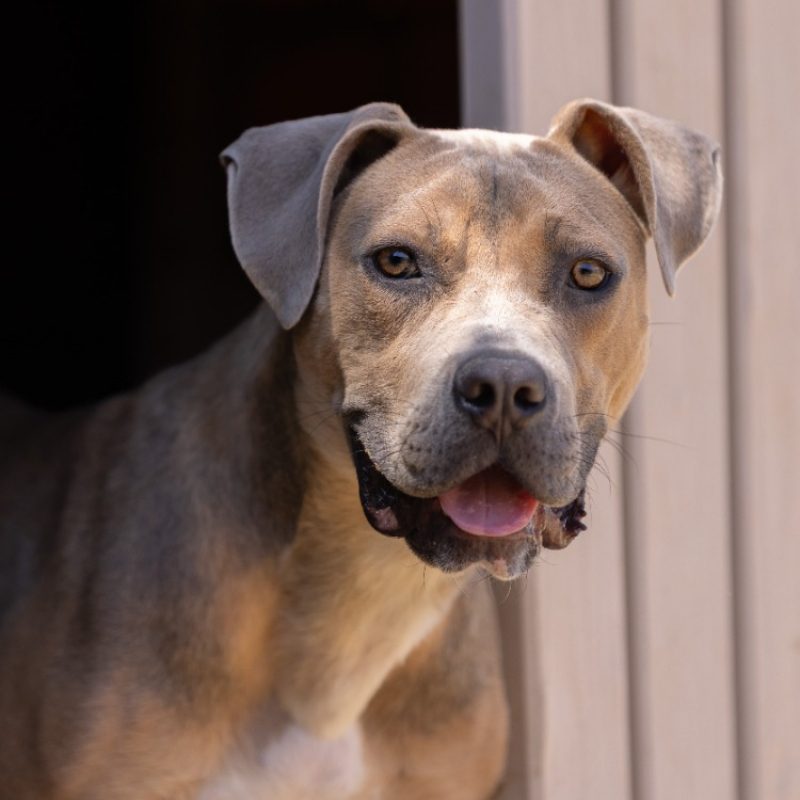 Brindille - Chien Bouledogue Américain à adopter