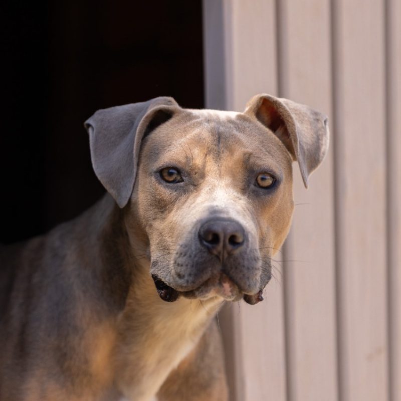 Brindille - Chien Bouledogue Américain à adopter - photo 2