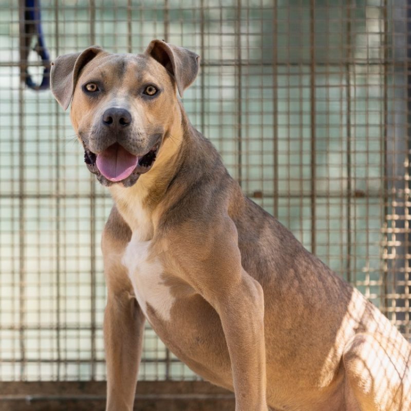 Brindille - Chien Bouledogue Américain à adopter - photo 3