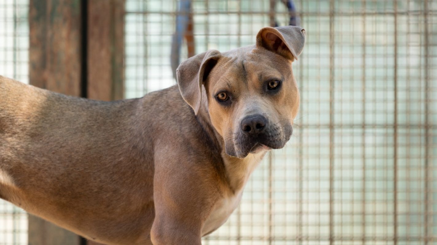 Brindille - Chien Bouledogue Américain à adopter - photo 4