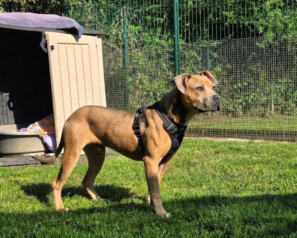 Brindille - Chien Bouledogue Américain à adopter - photo 5