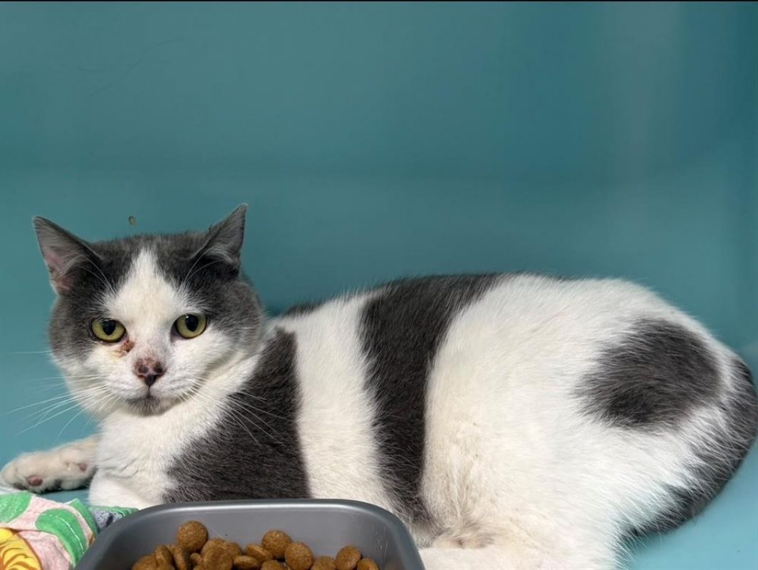 Mollo - Chat Européen à adopter