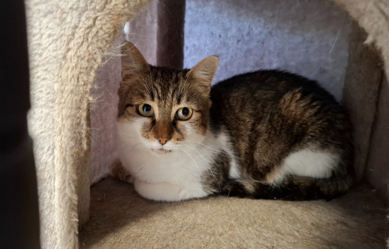 Boheme - Chat Européen à adopter