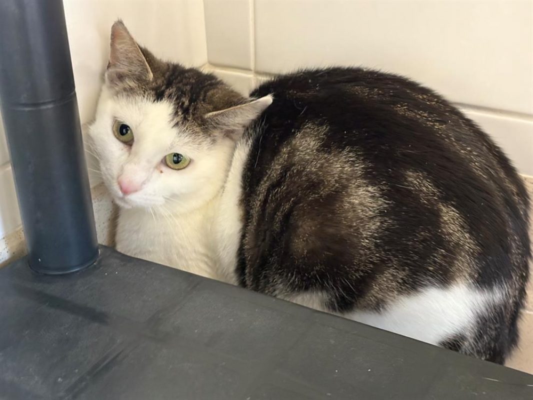 Beryl - Chat Européen à adopter