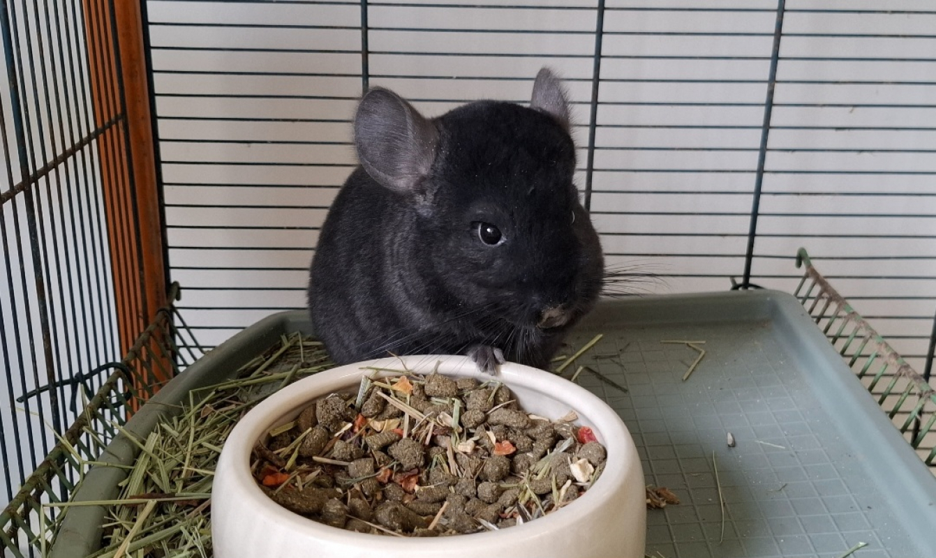Photo de Fleur