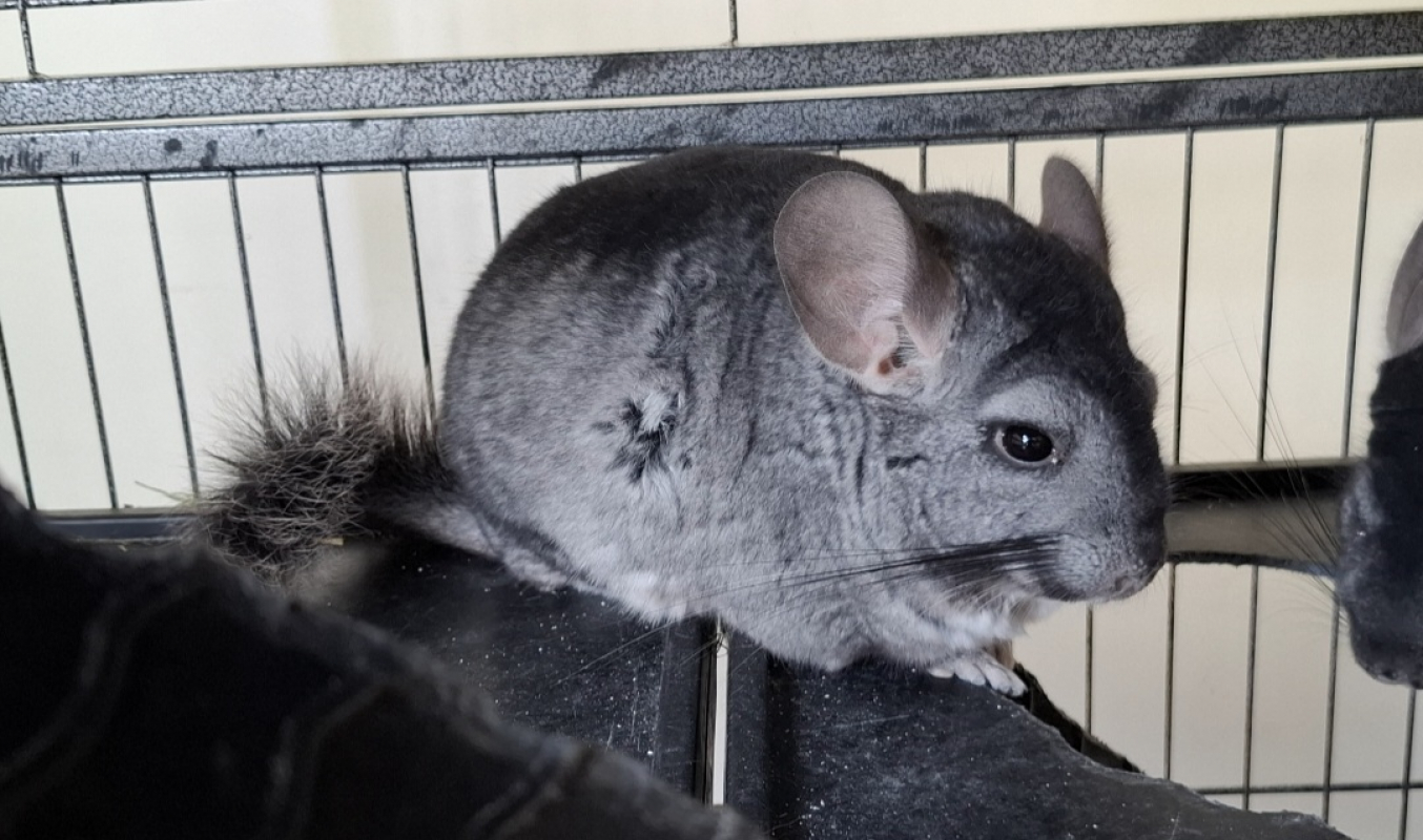 Photo de Venom