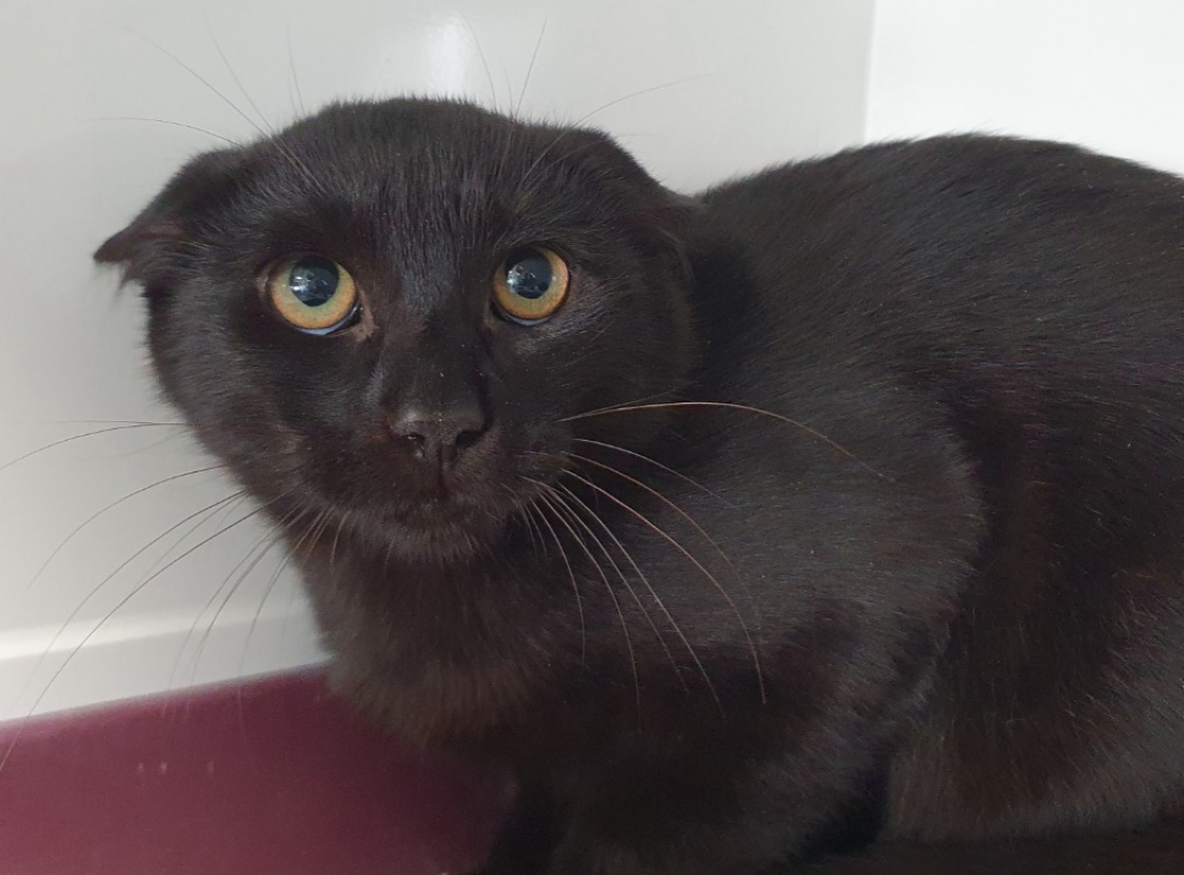 Photo de Rhum coca cha