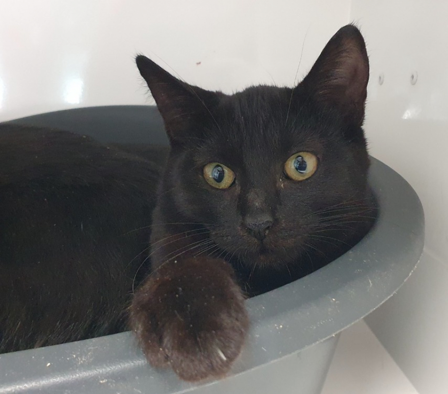 Photo de Piscola cha