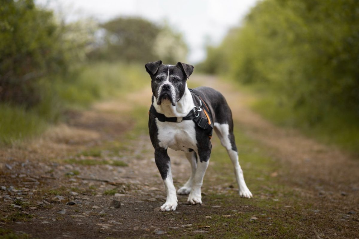Molly - Chien Bouledogue Américain à adopter