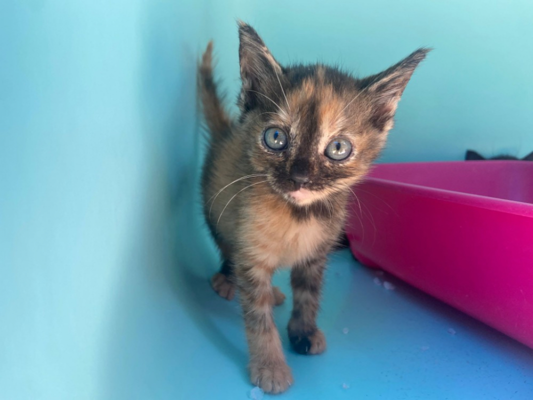 Photo de Nala