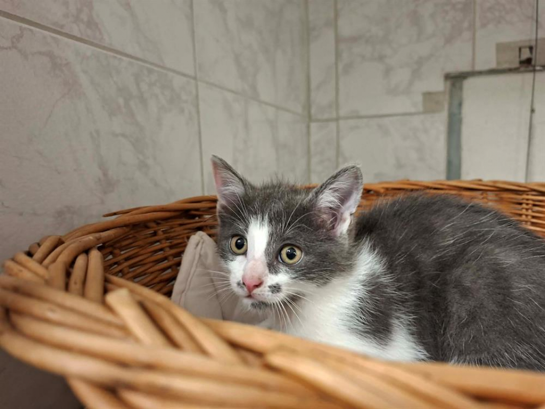 Photo de Tiken