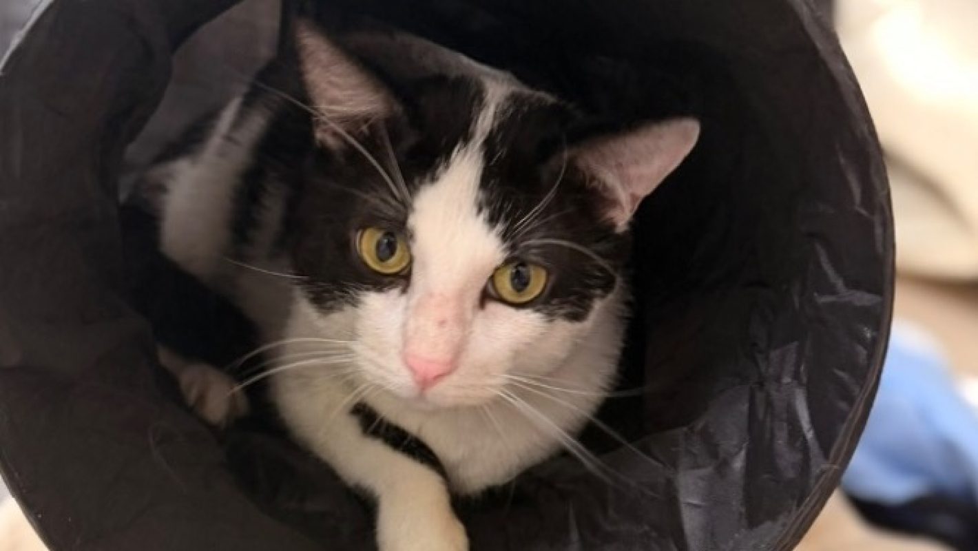 Oréo - Chat Européen à adopter