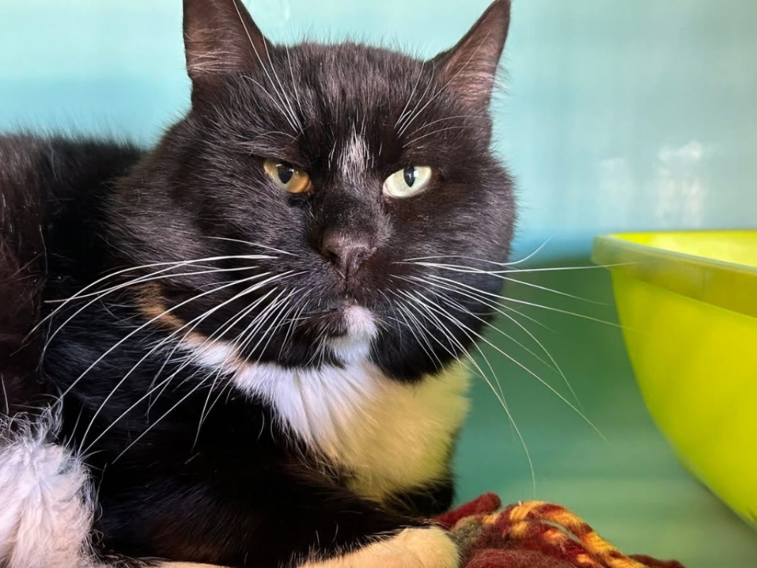 Photo #1 de Fernand en sos