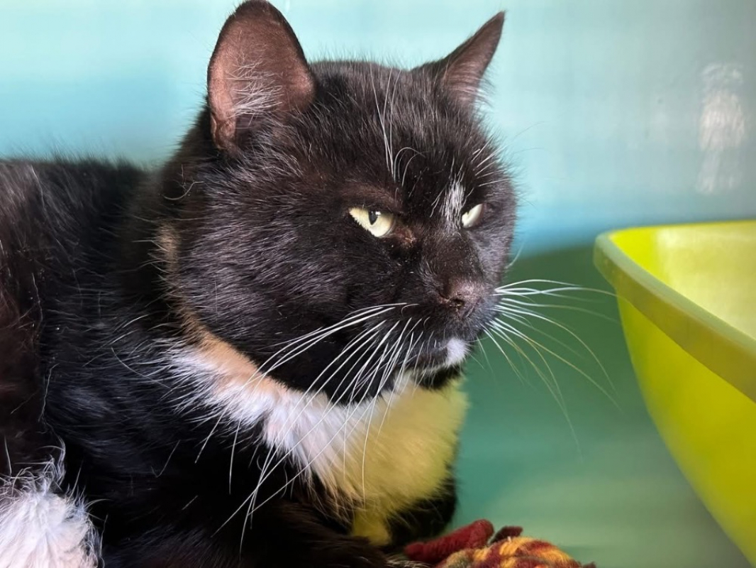 Photo #2 de Fernand en sos