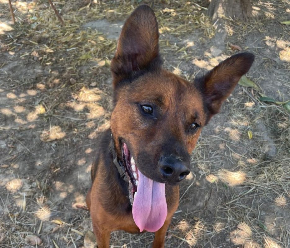 Voldi - Chien Berger Belge Malinois à adopter