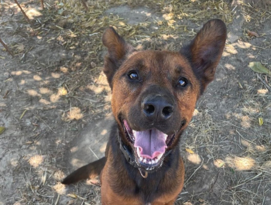 Voldi - Chien Berger Belge Malinois à adopter - photo 2