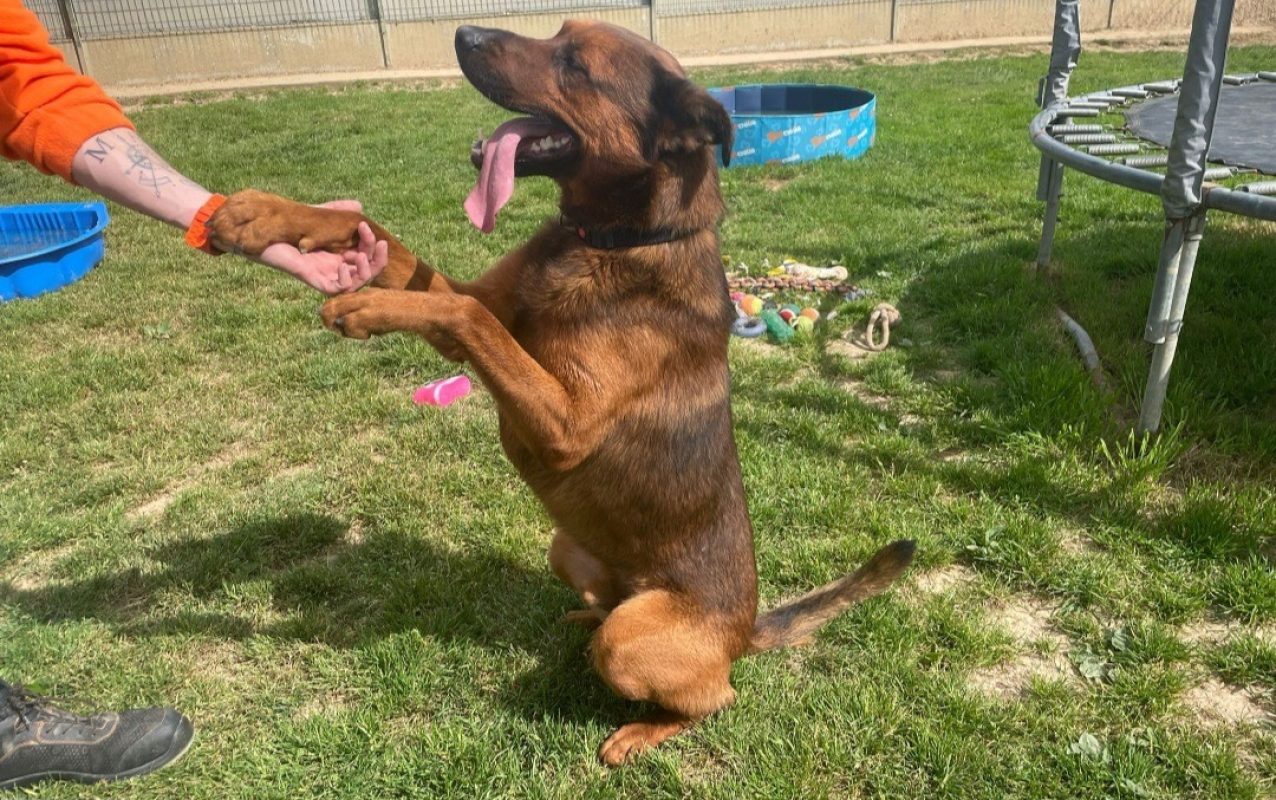 Voldi - Chien Berger Belge Malinois à adopter - photo 3