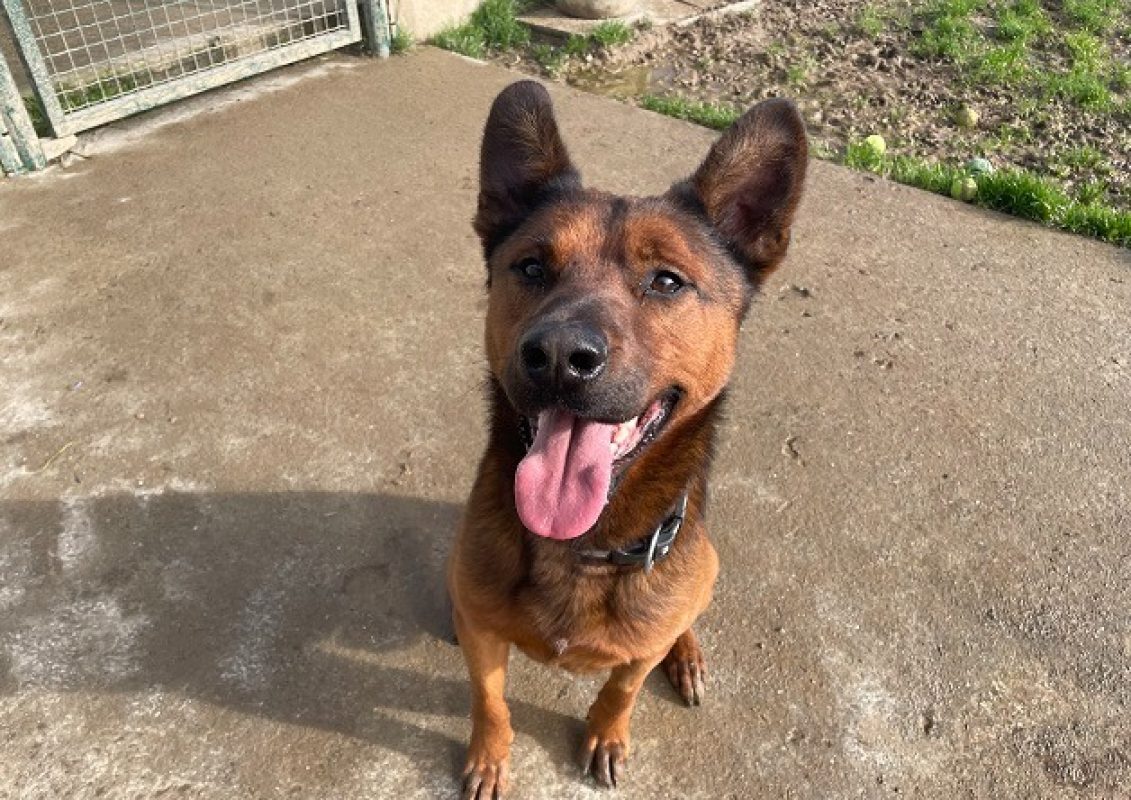 Voldi - Chien Berger Belge Malinois à adopter - photo 4