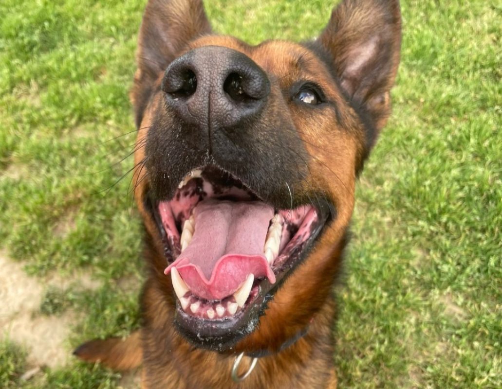 Voldi - Chien Berger Belge Malinois à adopter - photo 5