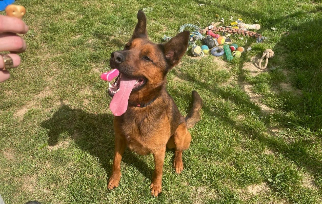 Voldi - Chien Berger Belge Malinois à adopter - photo 6