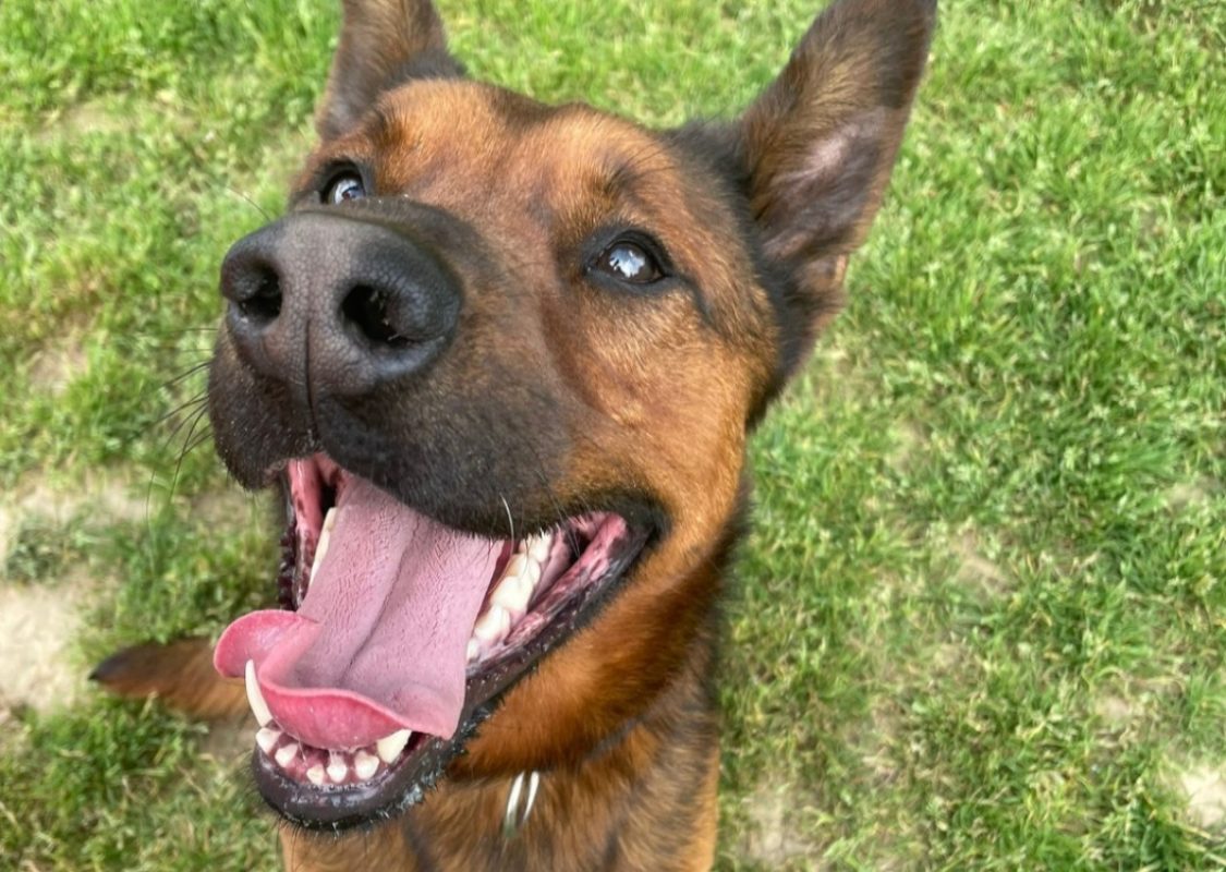 Voldi - Chien Berger Belge Malinois à adopter - photo 7