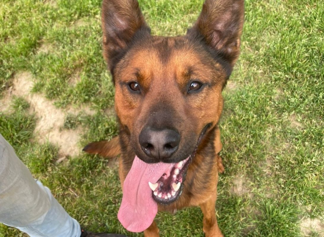 Voldi - Chien Berger Belge Malinois à adopter - photo 8