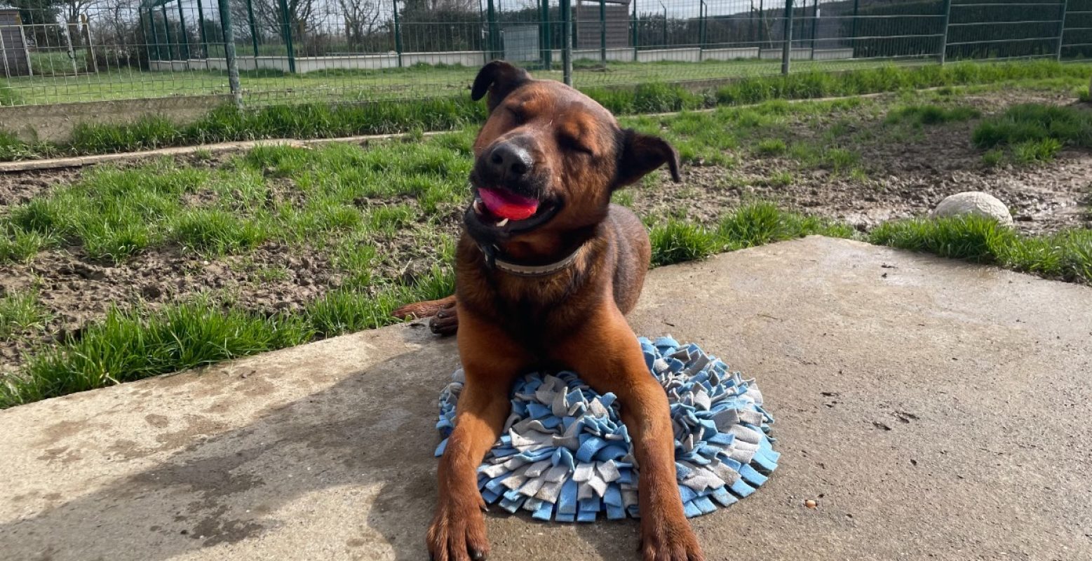 Voldi - Chien Berger Belge Malinois à adopter - photo 9