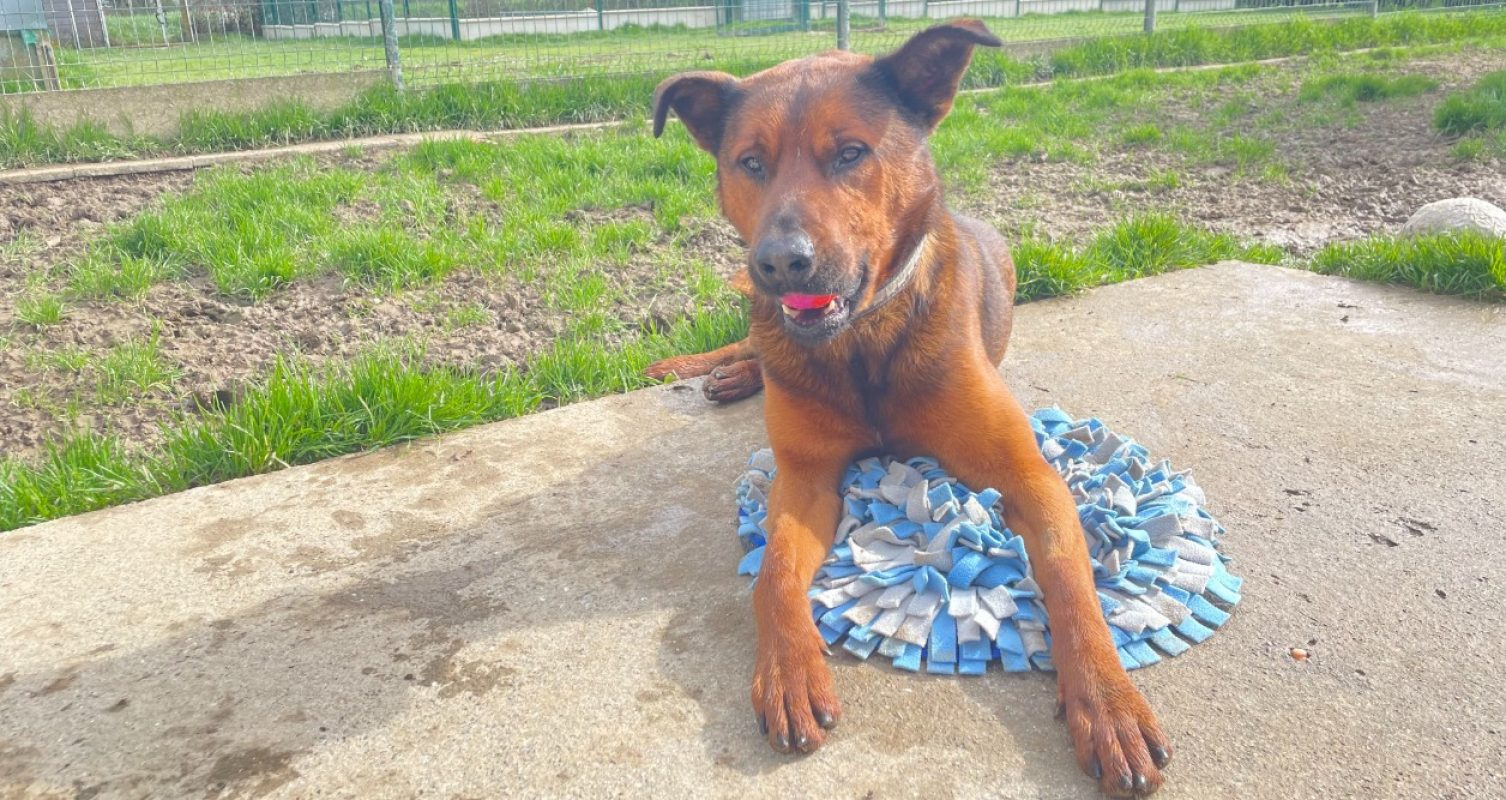 Voldi - Chien Berger Belge Malinois à adopter - photo 10
