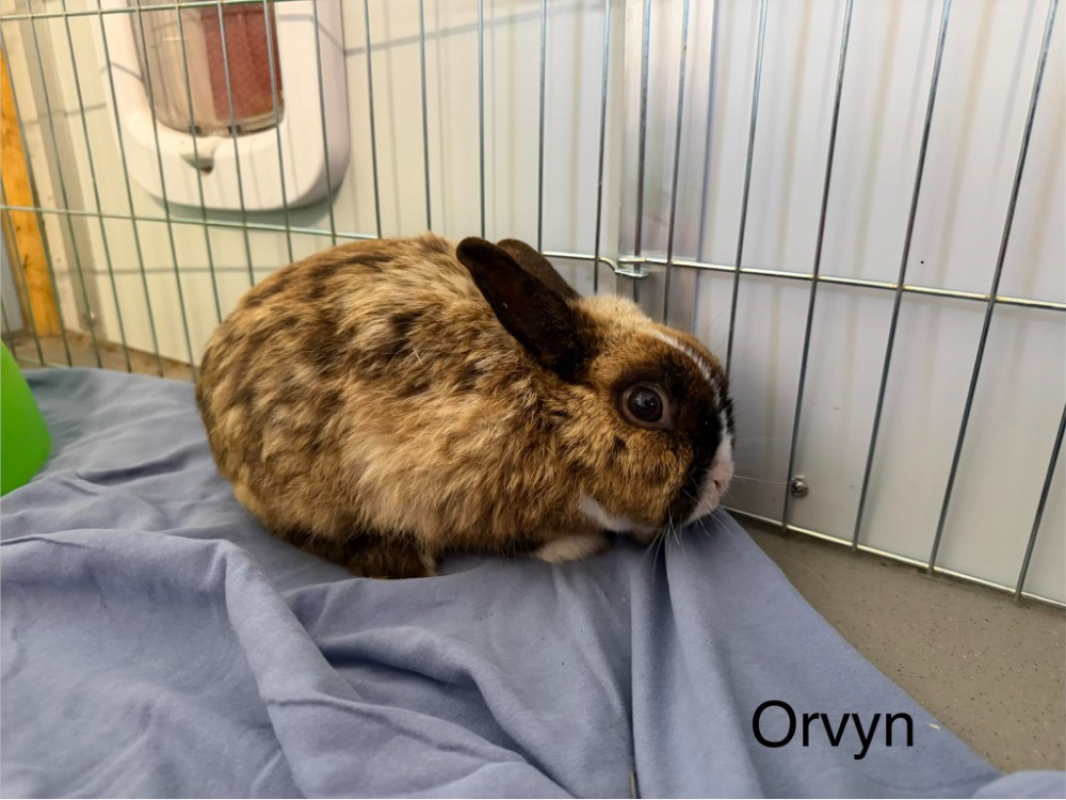 Photo de Orvyn