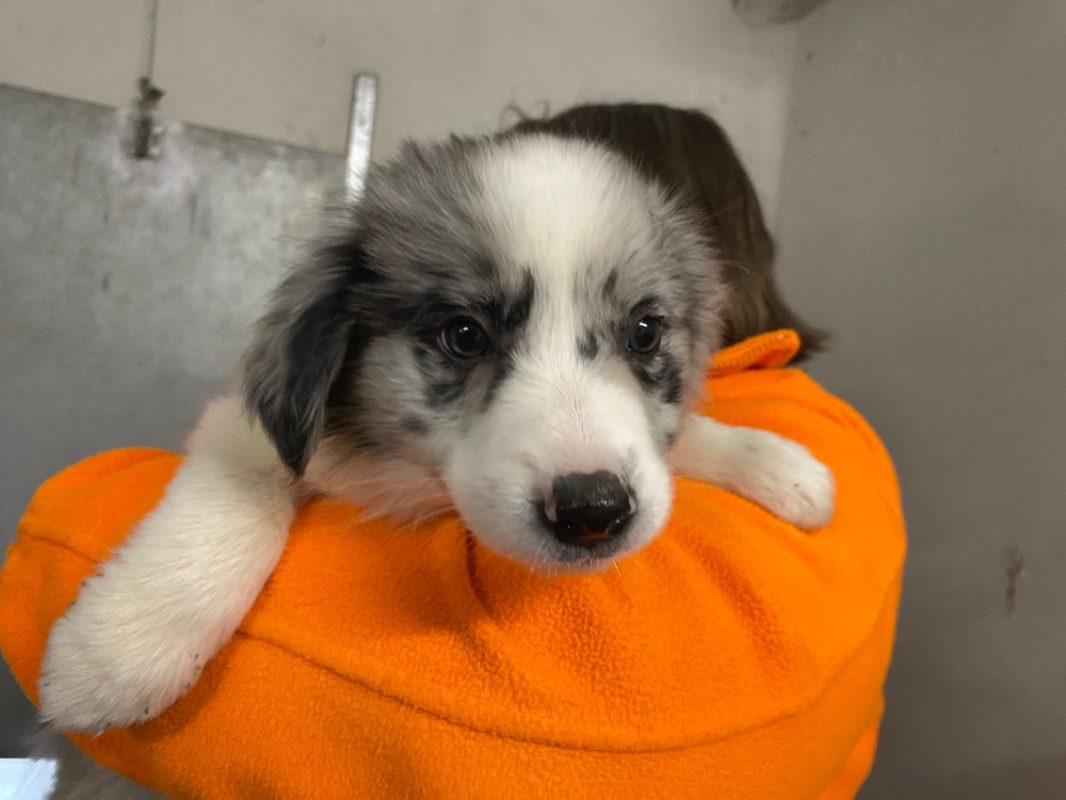 Milo - Border Collie à adopter à Laon (02) - Animaux.fr