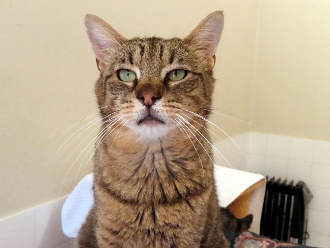 Magnum - Chat Européen à adopter