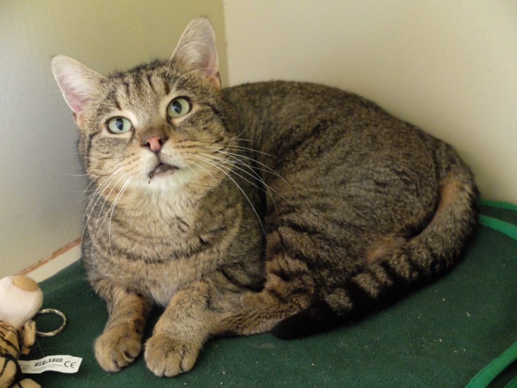 Magnum - Chat Européen à adopter - photo 2