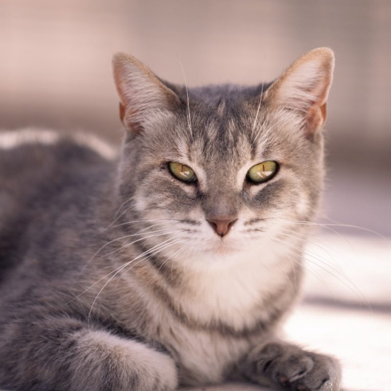Praline - Chat Européen à adopter