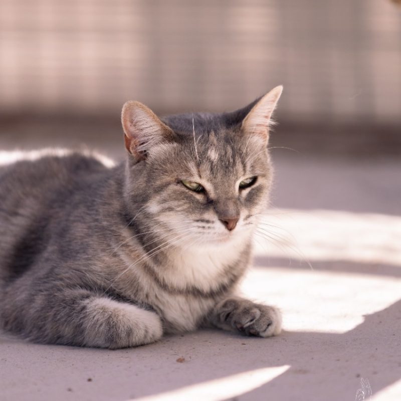 Praline - Chat Européen à adopter - photo 2